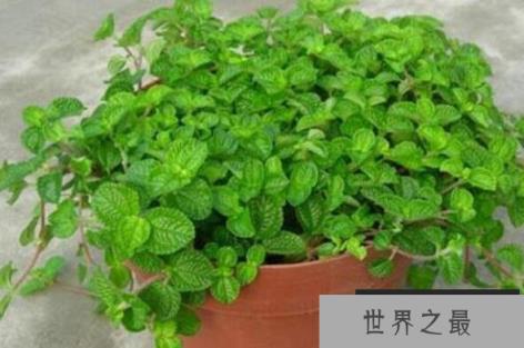 适合卧室养的十大花卉，适合卧室长期养的花卉