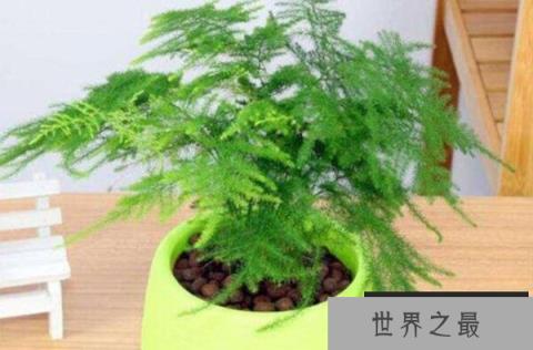 适合办公室摆放的植物排行榜前十名：文竹、富贵竹全上榜