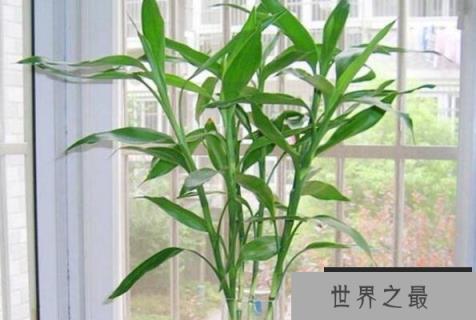 适合办公室摆放的植物排行榜前十名：文竹、富贵竹全上榜