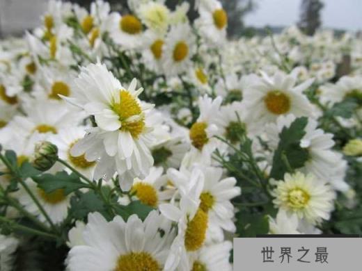 菊花的产地是哪里最好？我国十大优质菊花产地