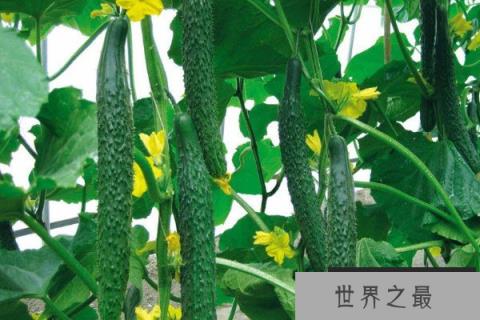 中国哪里的黄瓜最出名？我国十大黄瓜优质产地