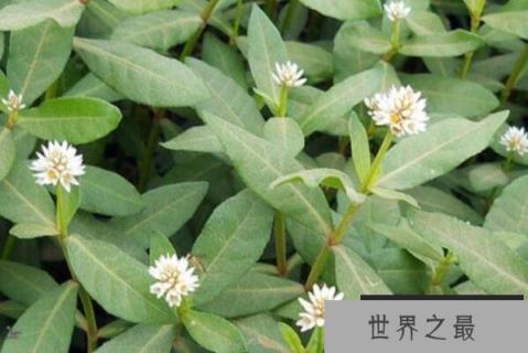 中国可怕的十大入侵植物，加拿大一枝黄花荣登榜首