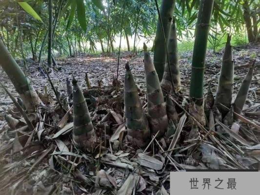 中国十大优质竹笋产地，全国哪里的竹笋最出名
