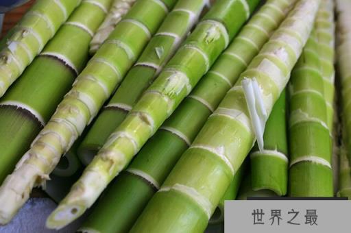 中国十大优质竹笋产地，全国哪里的竹笋最出名
