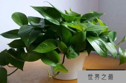 适合在家养的绿植有哪些？室内养不死的植物排名