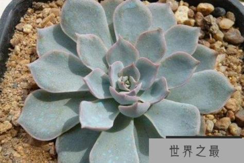 适合新手养的多肉有哪些？十大最好养的多肉植物