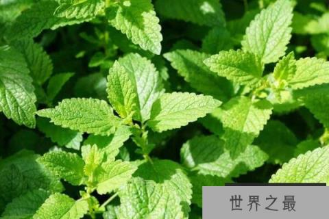 常见的草本植物有什么？全球十大草本植物排名