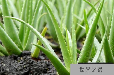 常见的草本植物有什么？全球十大草本植物排名