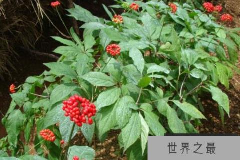 常见的草本植物有什么？全球十大草本植物排名