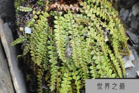 国家十大草本植物保护名录：玉龙蕨、革苞菊双双上榜
