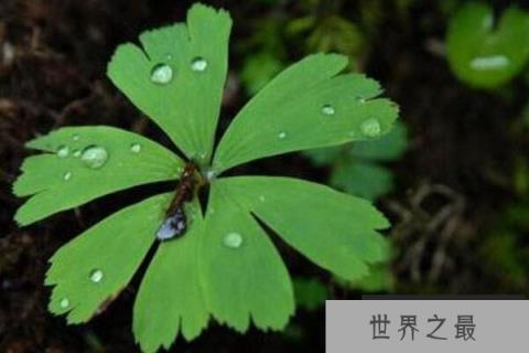 国家十大草本植物保护名录：玉龙蕨、革苞菊双双上榜