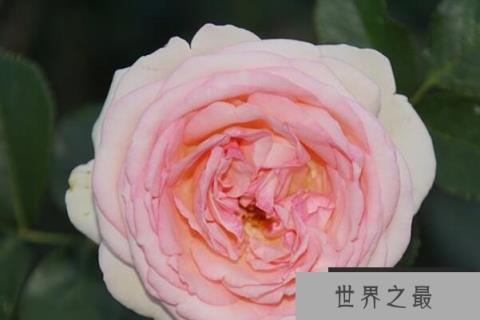 世界好看的十大月季花品种，龙沙宝石夺得第一名