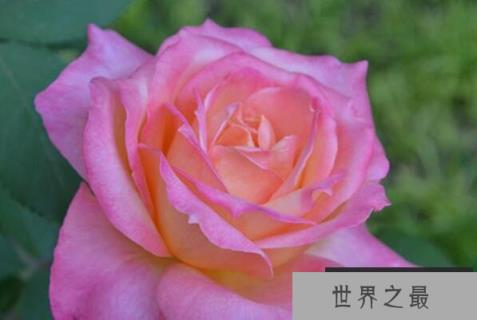 世界好看的十大月季花品种，龙沙宝石夺得第一名