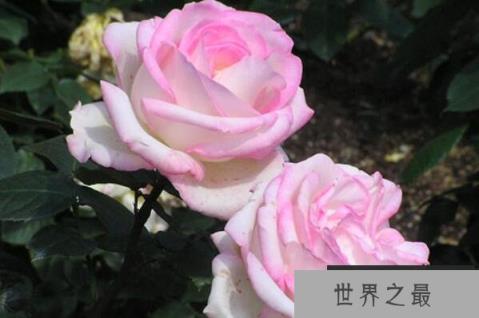 世界好看的十大月季花品种，龙沙宝石夺得第一名