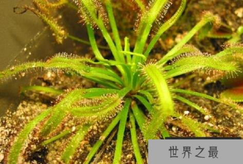 世界十大食肉植物排名，好望角茅膏菜位居第一