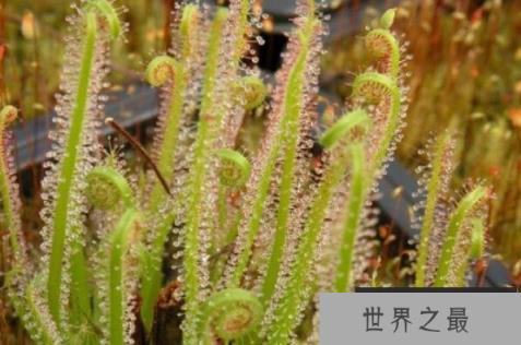 世界十大食肉植物排名，好望角茅膏菜位居第一