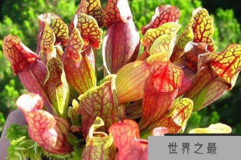 世界十大食肉植物排名，好望角茅膏菜位居第一