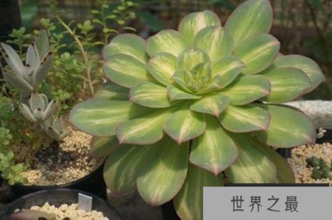 大型多肉植物排行榜前十名，中斑莲花掌排第一