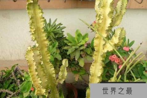 大型多肉植物排行榜前十名，中斑莲花掌排第一