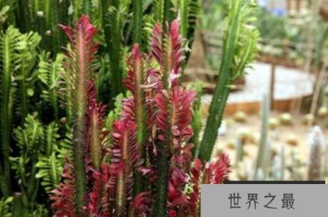 大型多肉植物排行榜前十名，中斑莲花掌排第一