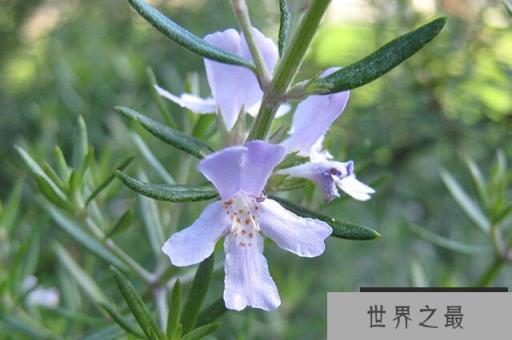 世界十大著名香料植物：迷迭香、薰衣草位列前两名