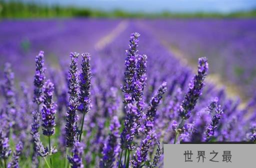 世界十大著名香料植物：迷迭香、薰衣草位列前两名
