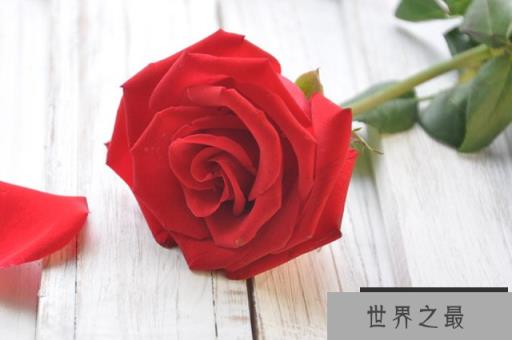 世界十大著名香料植物：迷迭香、薰衣草位列前两名