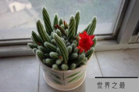 防辐射植物排行榜前十名：绿萝上榜，仙人球排第一