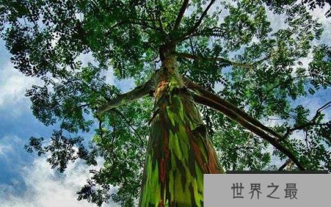 世界十大最美植物：昙花、鹤望兰双双入榜