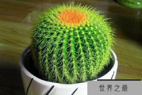 防辐射植物排行榜前十名：绿萝上榜，仙人球排第一