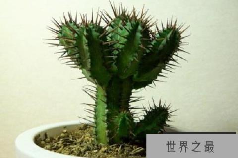 防辐射植物排行榜前十名：绿萝上榜，仙人球排第一