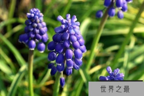 什么植物香气最大？世界十大香的植物排名