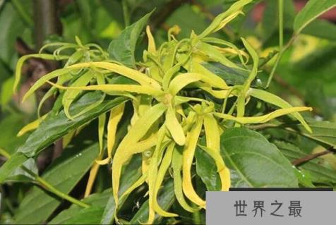 什么植物香气最大？世界十大香的植物排名