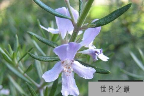 什么植物香气最大？世界十大香的植物排名