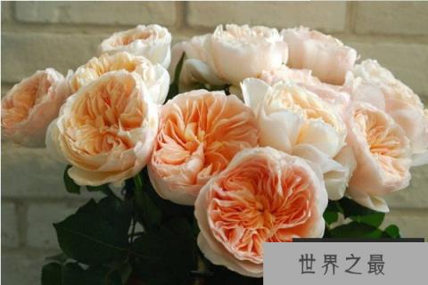 全球最名贵的十大玫瑰花，朱丽叶夺得第一名