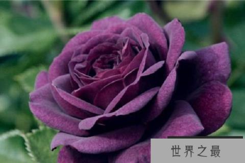 全球最名贵的十大玫瑰花，朱丽叶夺得第一名