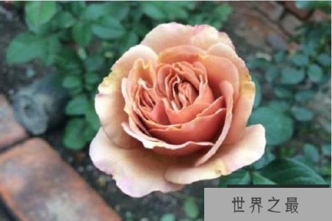 全球最名贵的十大玫瑰花，朱丽叶夺得第一名