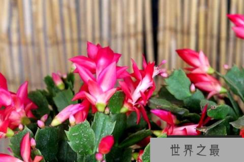 十大寓意吉利的花：蟹爪兰寓意鸿运当头、好运连连