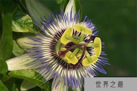 世界十大奇异植物：尸花上榜，日轮花居第一