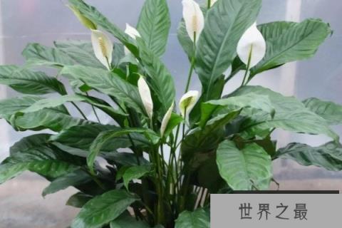 十大寓意吉利的花：蟹爪兰寓意鸿运当头、好运连连