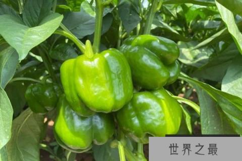 中国最大的青椒产地在哪？盘点国内十大青椒产地