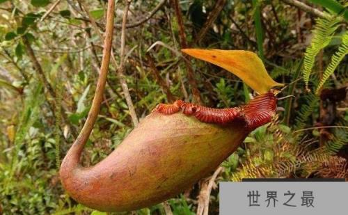 世界十大最危险植物：蓖麻、鸡母珠双双入榜！