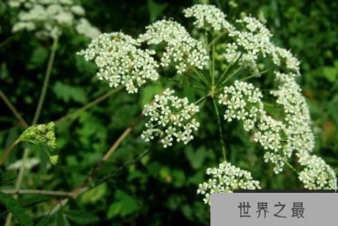 世界十大最危险植物：蓖麻、鸡母珠双双入榜！
