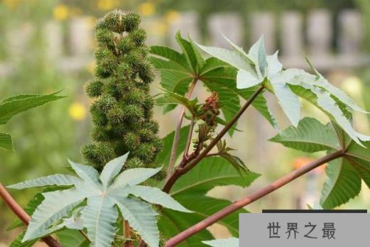 世界十大最危险植物：蓖麻、鸡母珠双双入榜！