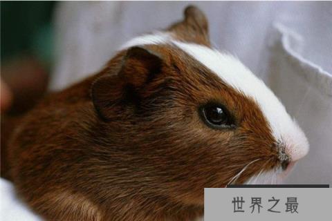 世界上最怕冷的两个动物：烫鼠和蚯蚓