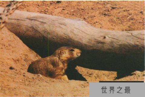 世界上最怕冷的两个动物：烫鼠和蚯蚓