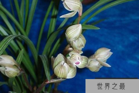 世界上最珍贵的兰花，哪种兰花最名贵？