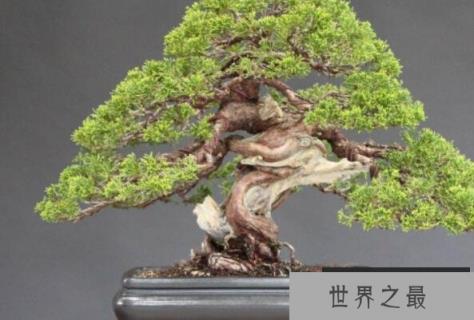 最好的盆景树种有哪些？盆景树种十大排名