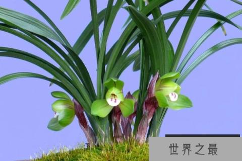 世界上最珍贵的兰花，哪种兰花最名贵？