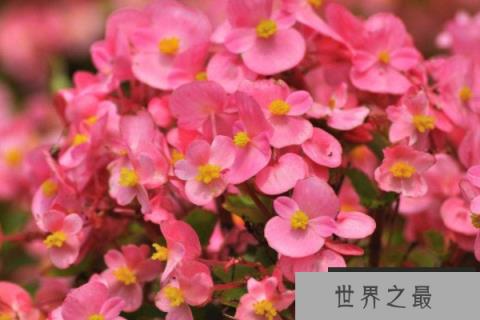 十大名花耐寒，推荐冬季最耐旱好养的十种花